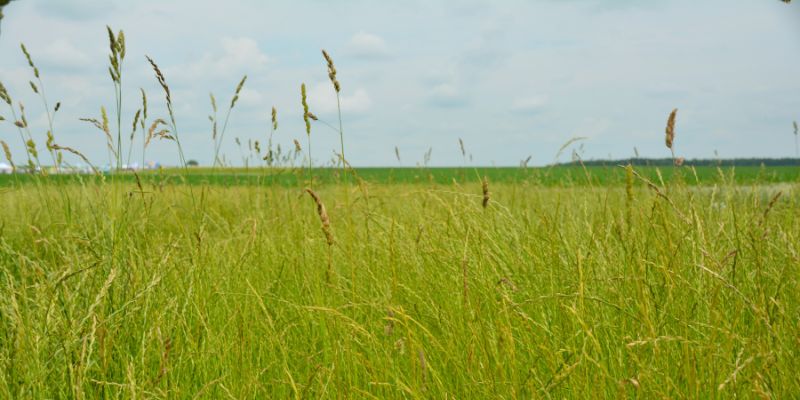 Nasiona trawy łąkowej - trawa na łąki
