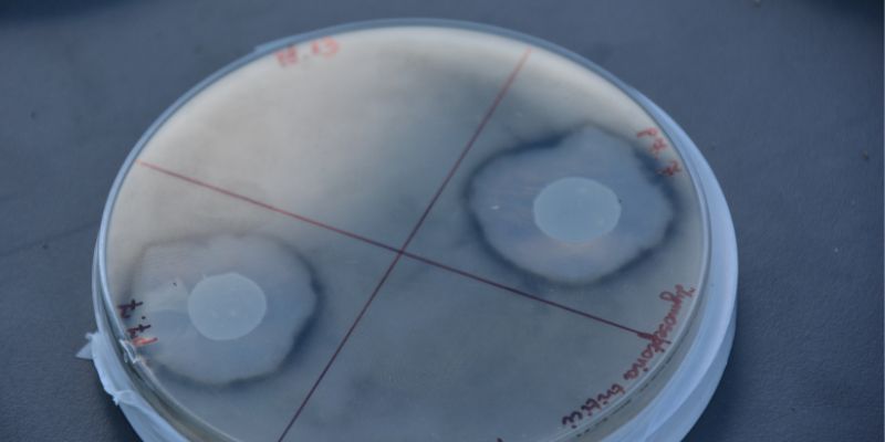 Preparat mikrobiologiczny w trakcie laboratoryjnych testów