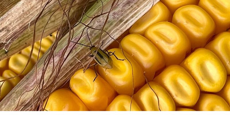 Szkodniki w rolnictwie - stonka kukurydziana