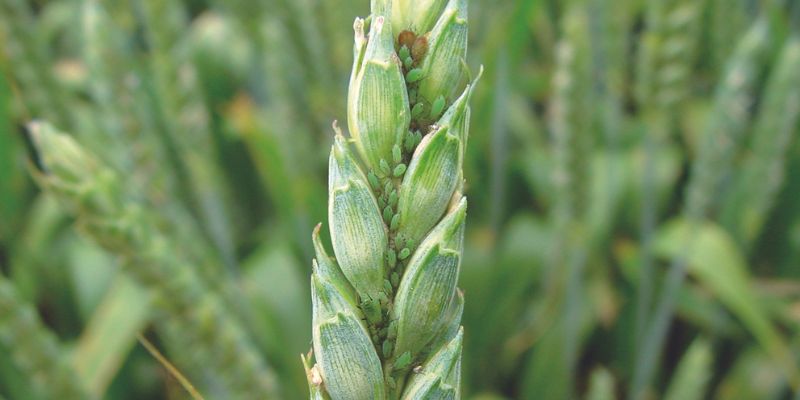 Szkodniki zbóż - środek owadobójczy na zboża