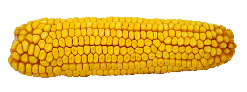 Kolba kukurydzy DKC 4115