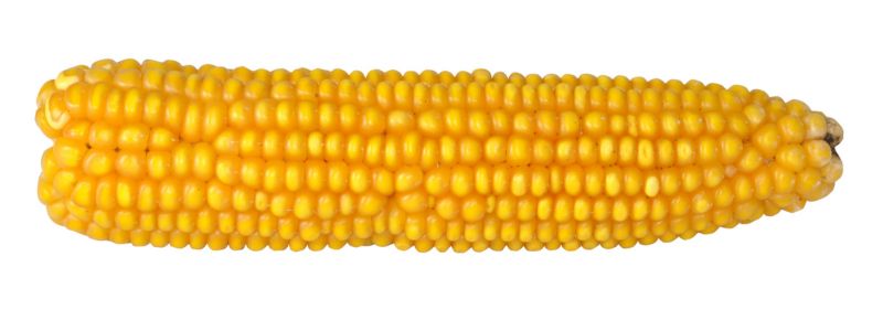 Jak wygląda kolba kukurydzy Friendli CS
