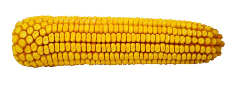 Jak wygląda kolba kukurydzy RGT Aloexx