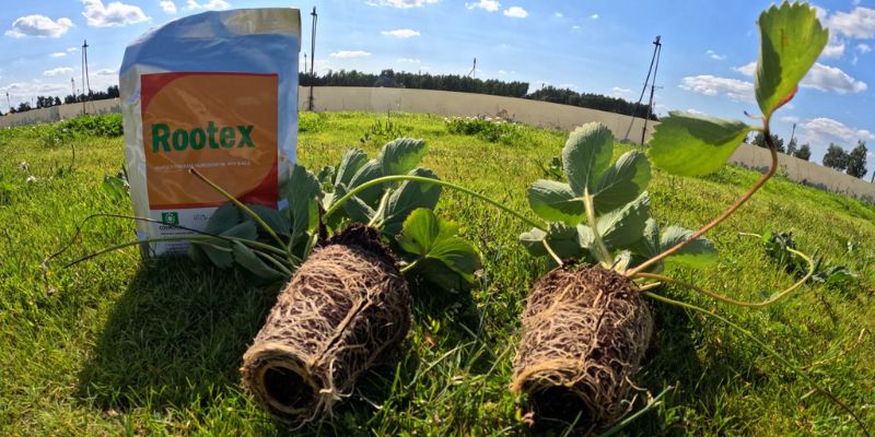 Rootex wpływa na rozwój korzeni w truskawce